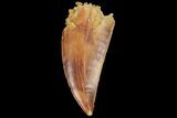 Serrated, Raptor Tooth - Real Dinosaur Tooth #134537-1